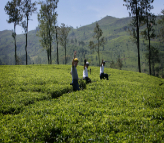 Ceylon Tea Trails Castlereagh